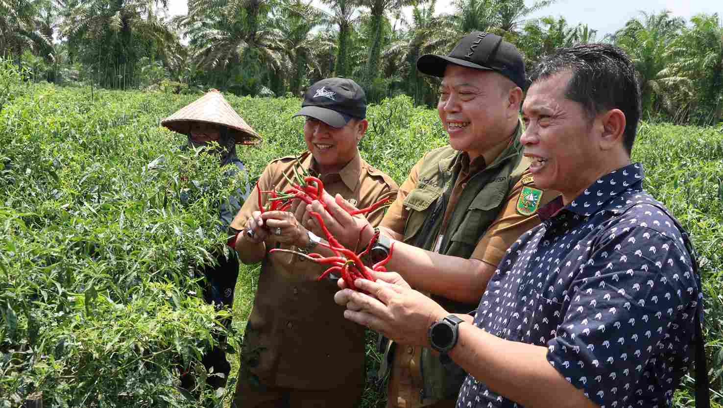 Menghadiri panen petani cabe, padi hasil kemitraan besar dengan umkm tahun 2024